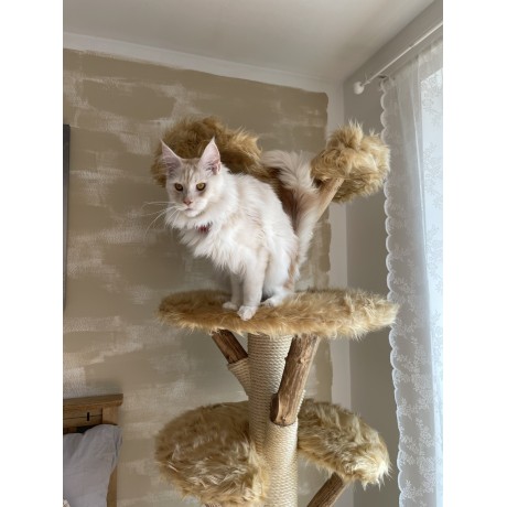 Kočičí strom Scratchy